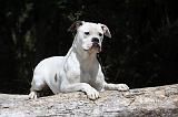 BOULEDOGUE AMERICAIN 113